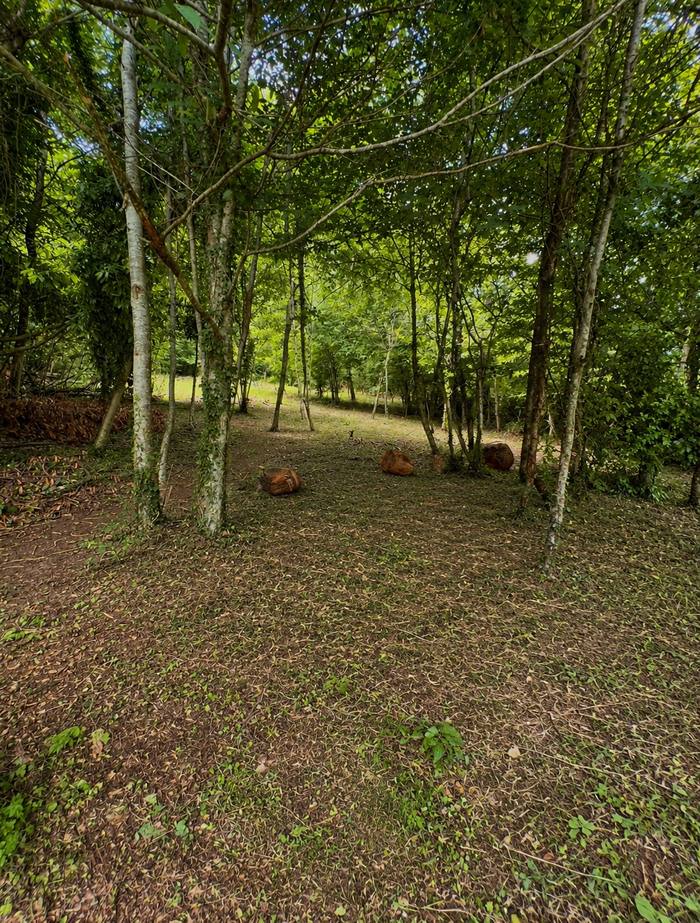 Après : sous-bois débroussaillé et nettoyé