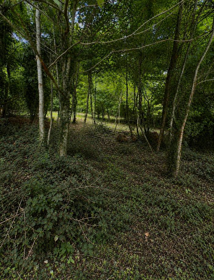 Avant : sous-bois envahi par les ronces et le lierre au sol